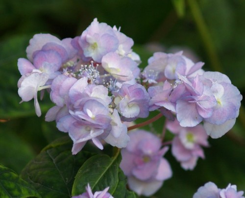 hydrangea serrata 'yae no amacha'