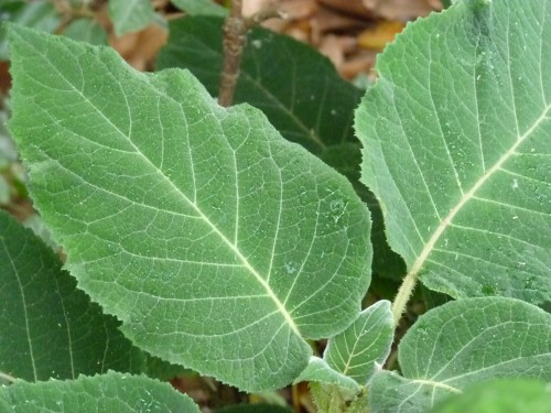 Foglie di Sargentiana