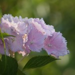 hydrangea ma.'Alberta'