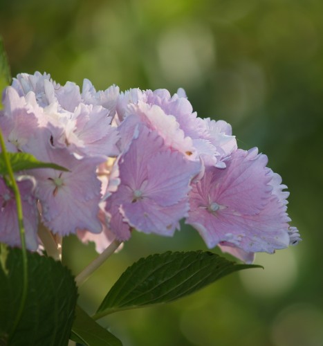 hydrangea ma.'Alberta'