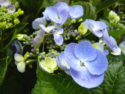 macrophylla 'BLAULING'