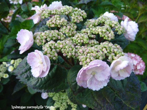 macrophylla 'CAMINO'