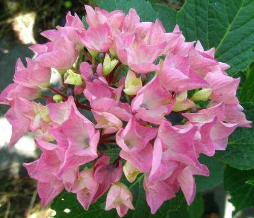 macrophylla 'CHOCO'