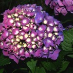 hydrangea 'COTE-D'AZUR'