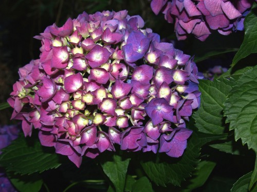 hydrangea 'COTE-D'AZUR'