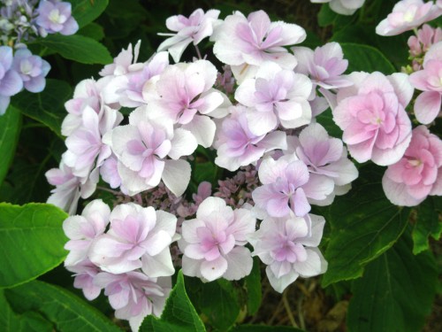 macrophylla 'EMOTION'