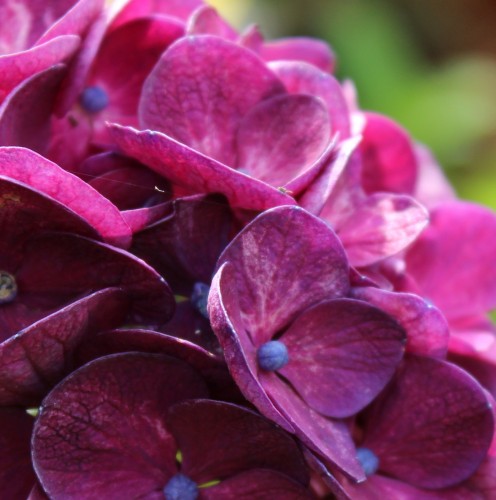 Notizie e curiosità su ortensie antiche, nuove cultivar e ortensie rare per collezionisti