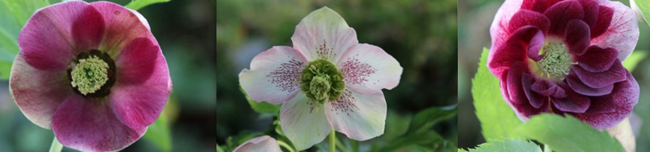 helleborus.jpg