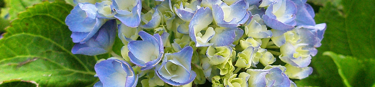 ortensie-2010-varie-166.jpg